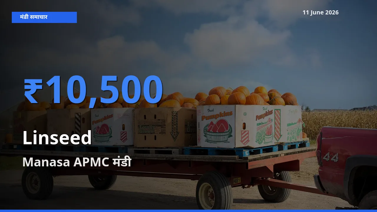 Manasa APMC मंडी में आज अलसी के सबसे ऊँचे दाम दर्ज
