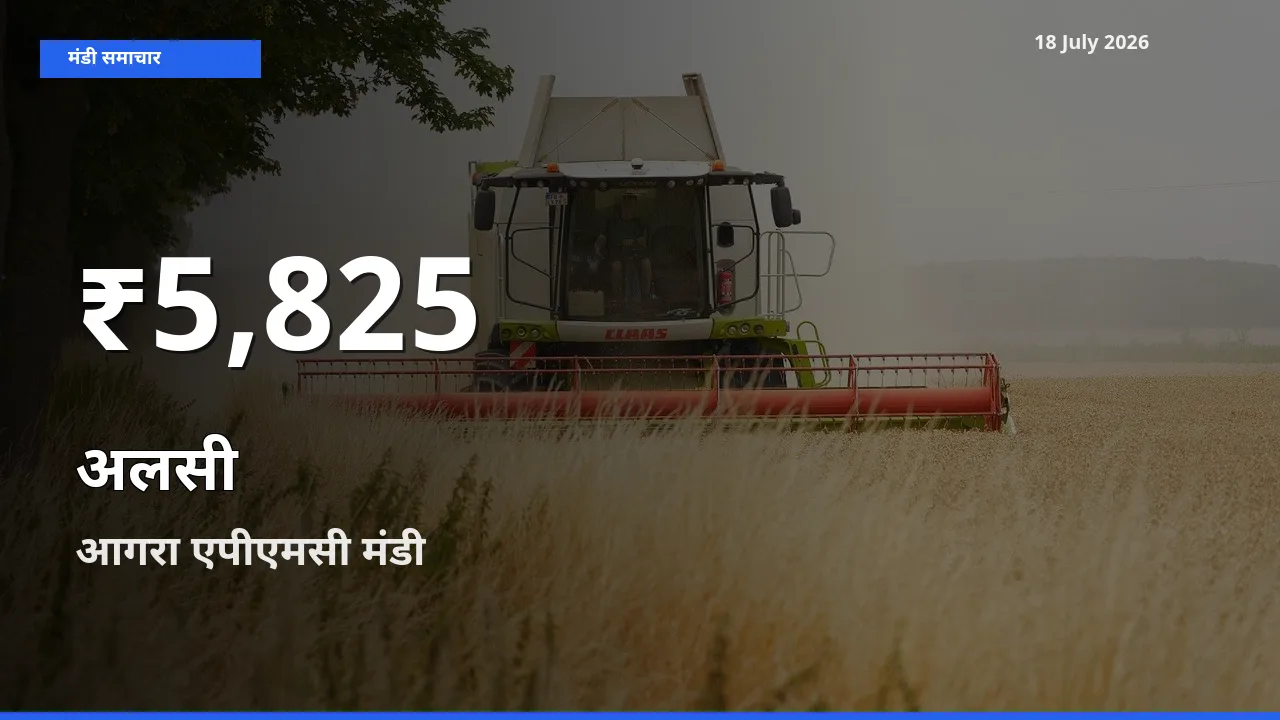 18 July अपडेट: अलसी के दाम 30 दिन के न्यूनतम स्तर पर, आगरा एपीएमसी
