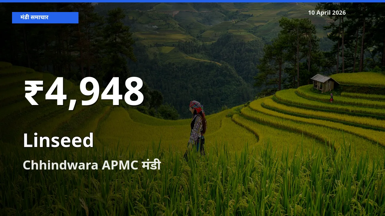 बाज़ार संकेत: अलसी के भाव Chhindwara APMC में 30 दिन के निचले स्तर पर