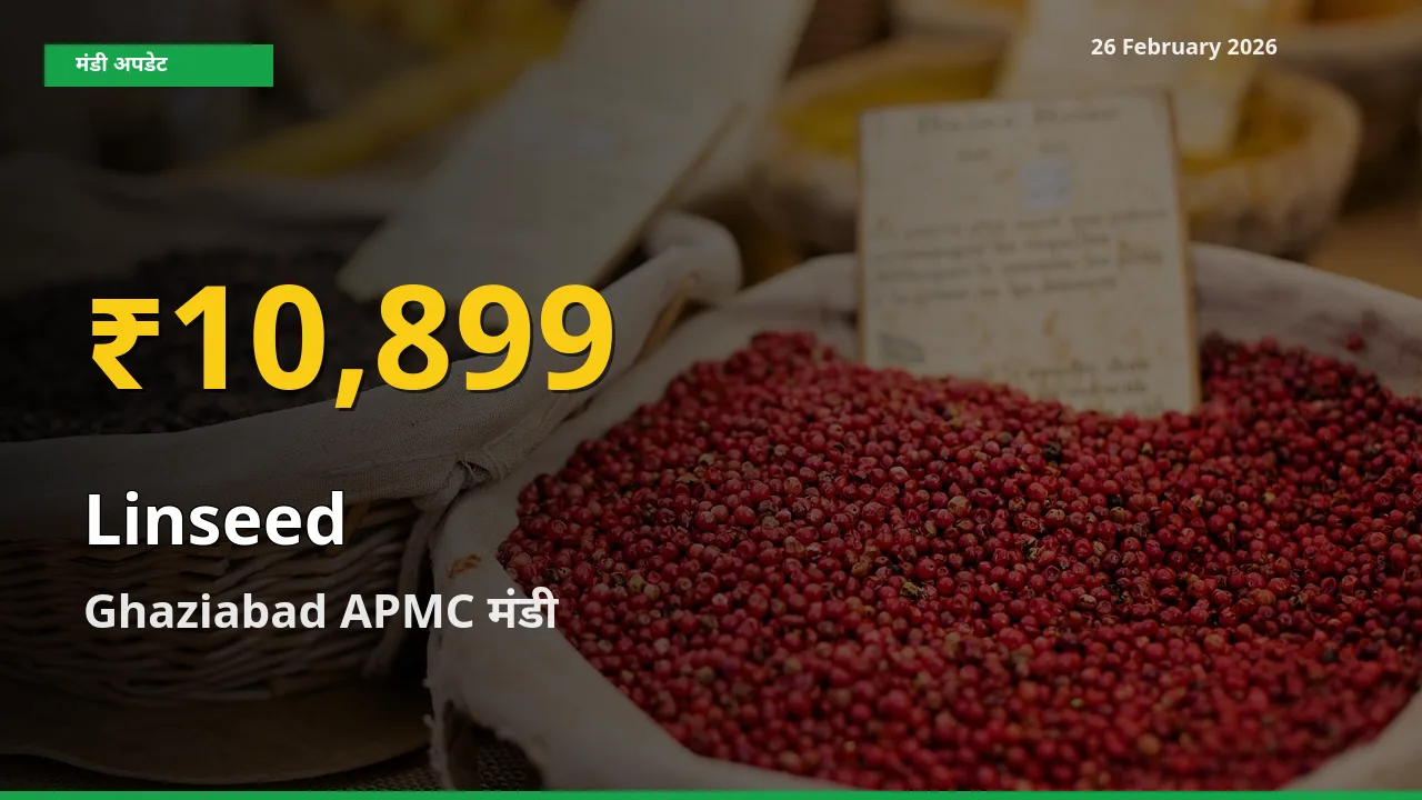 Linseed के भावों में जबरदस्त उछाल, Ghaziabad APMC में नया उच्च स्तर