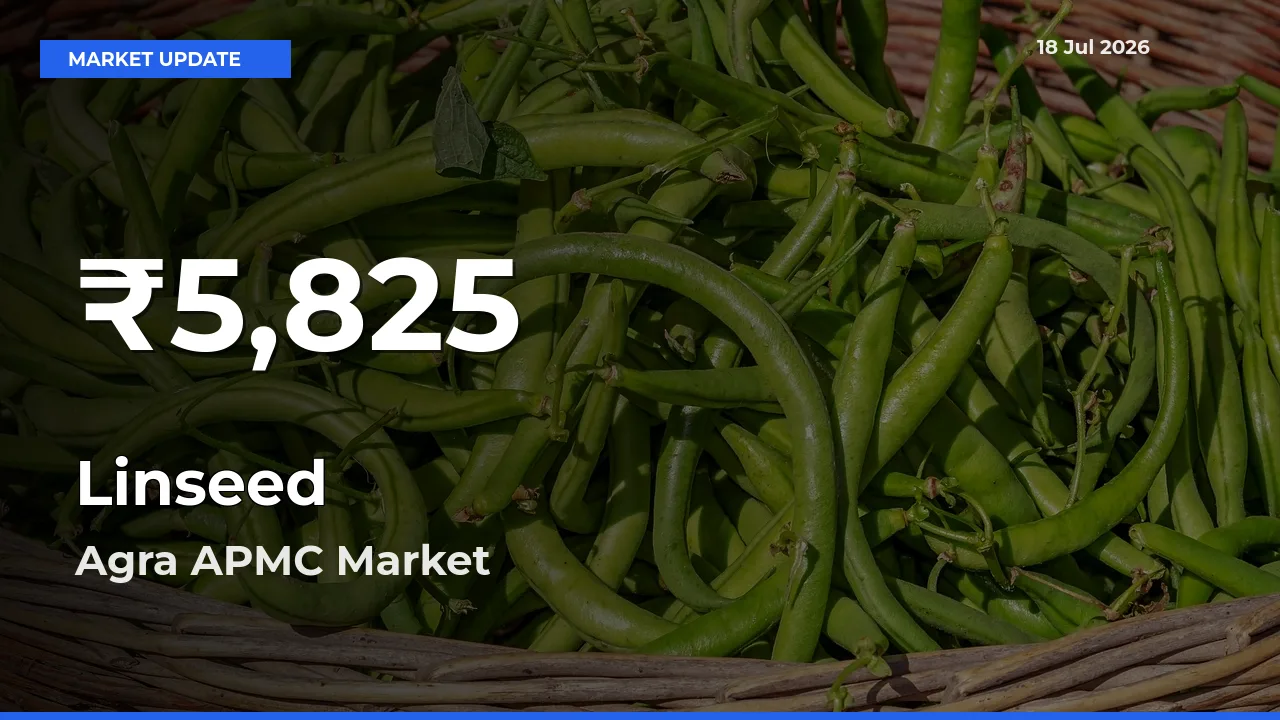 Linseed Falls to ₹5,825 in Agra APMC – 30-Day Lowest Rate