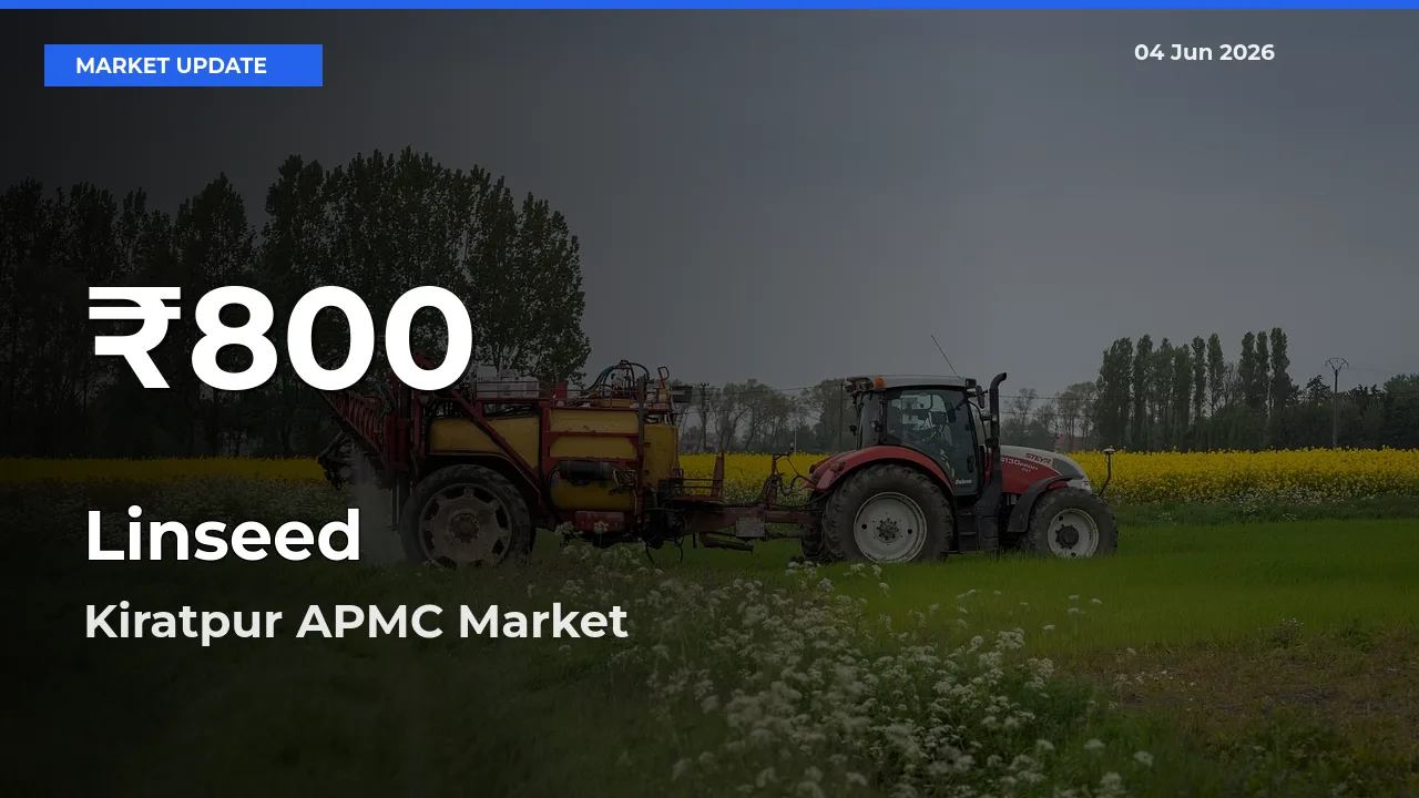 Sharp Fall! Linseed Prices Drop to 30-Day Low in Kiratpur APMC