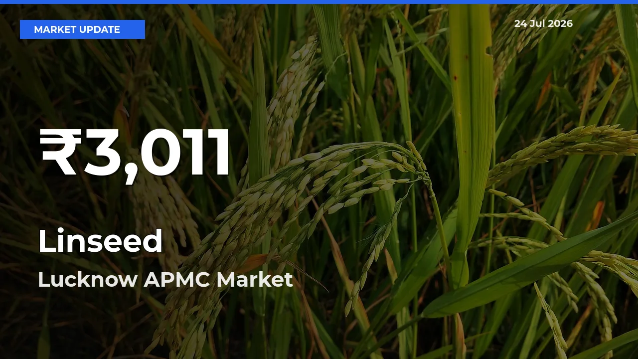 Linseed Hits 30-Day Low in Lucknow APMC