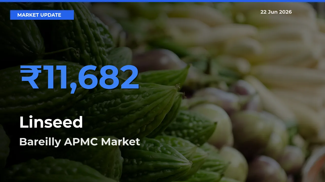 Top Performer! Bareilly APMC Offers Best Linseed Price Today
