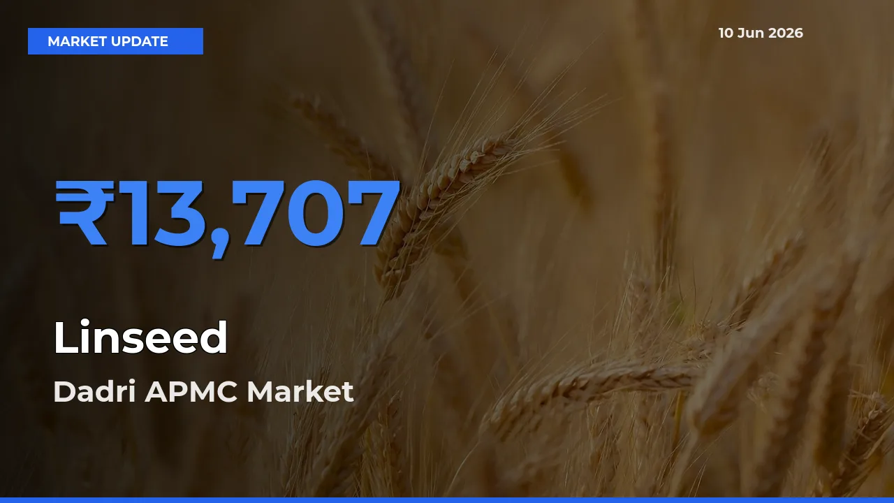 Linseed Mandi Rate Today: Dadri APMC Tops the List
