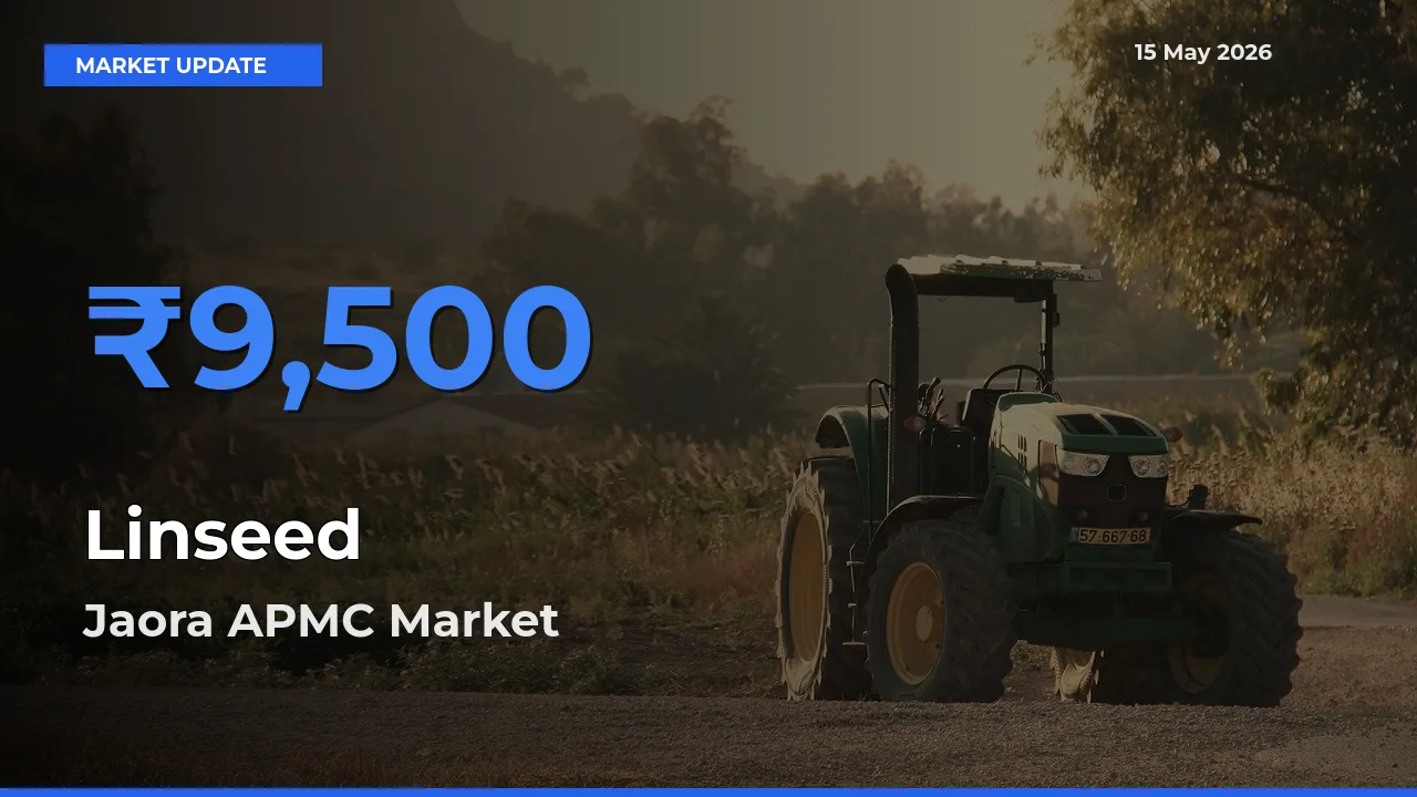 Jaora APMC Emerges as Top Mandi for Linseed Prices Today