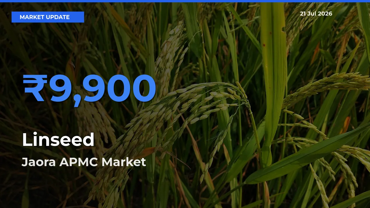 Jaora APMC Offers ₹9,900 – Highest Linseed Rate Today