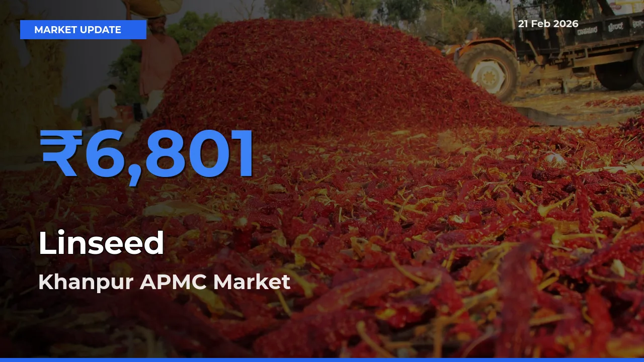 Khanpur APMC Tops Linseed Mandi Rates Today