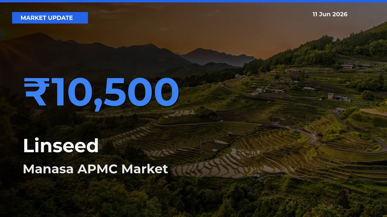 Linseed Mandi Rate Today: Manasa APMC Tops the List