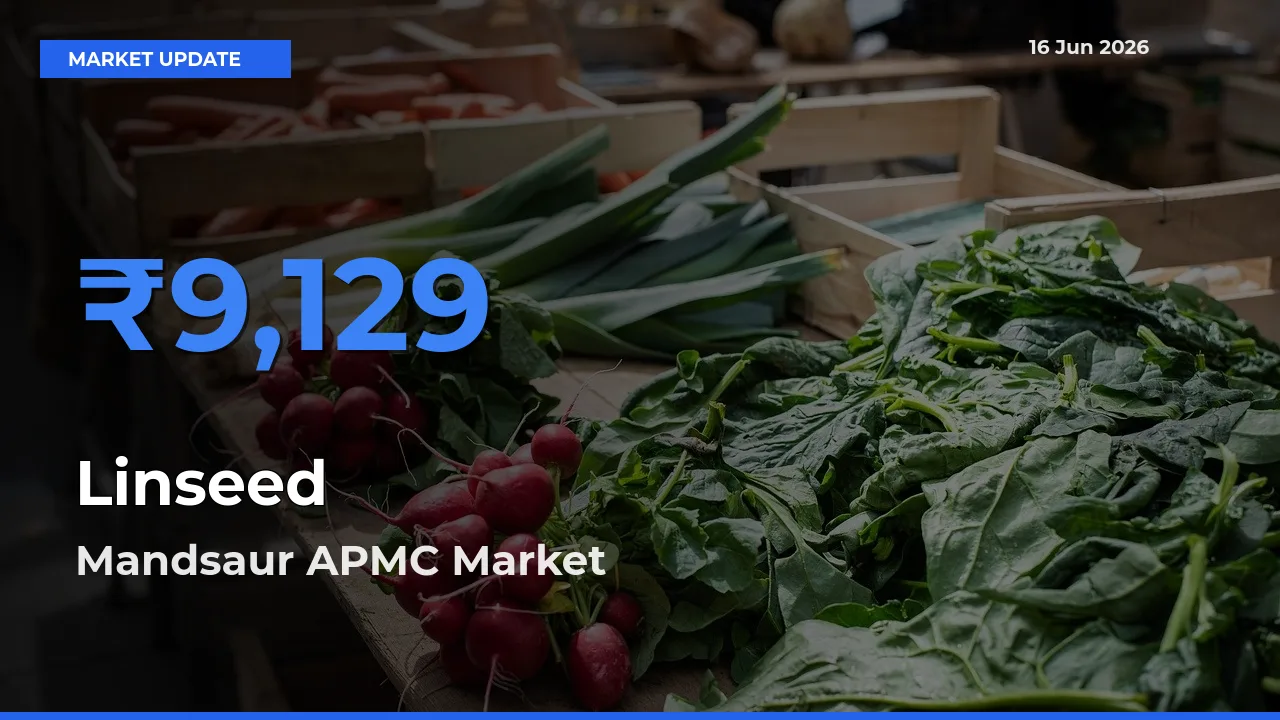 Mandsaur APMC Tops Linseed Rates – June 16 Market Update