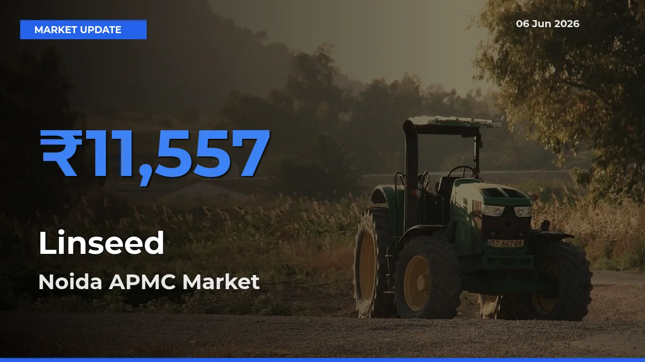 Linseed Mandi Rate Today: Noida APMC Tops the List