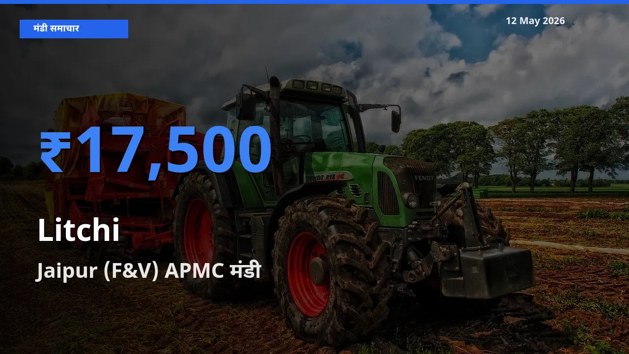 आज लीची के सबसे ऊँचे दाम ₹17,500 Jaipur (F&V) APMC मंडी में
