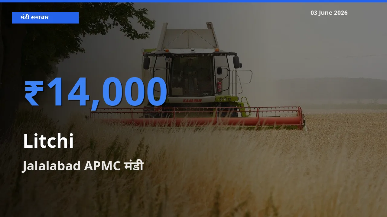 टॉप मंडी बना Jalalabad APMC! लीची के सबसे ऊँचे दाम यहीं दर्ज