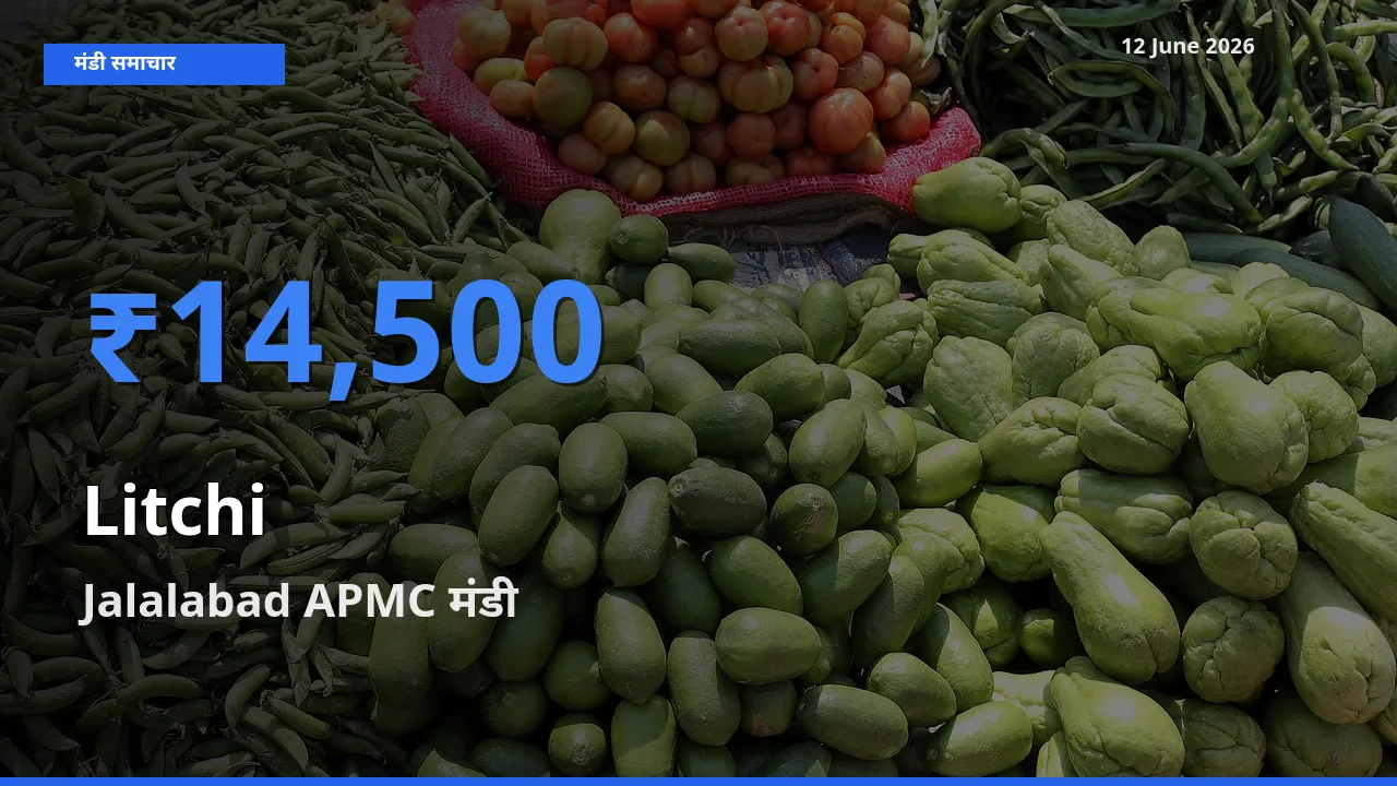 आज का मंडी भाव: लीची के सबसे ज़्यादा दाम Jalalabad APMC में