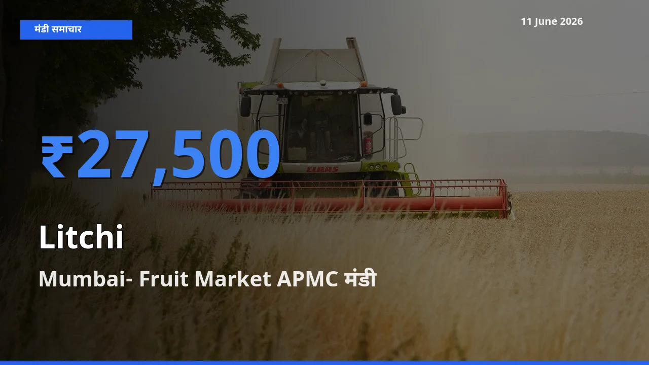 Mumbai- Fruit Market APMC में लीची का आज सबसे ऊँचा भाव