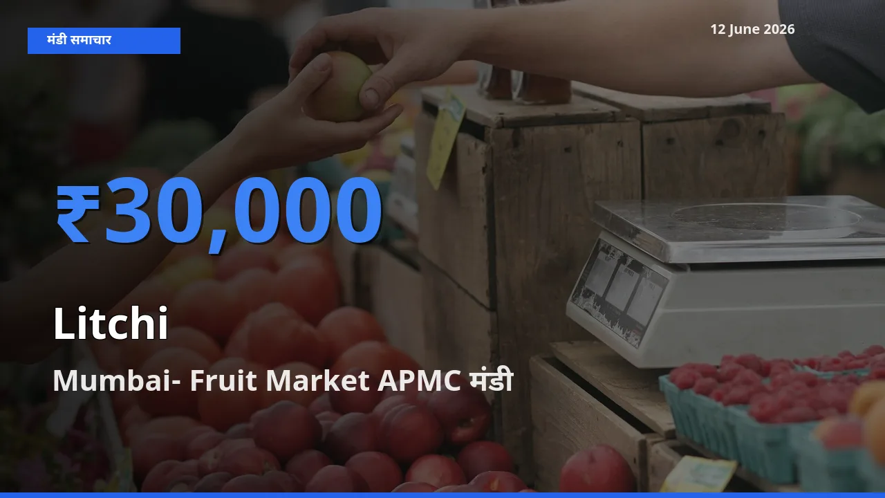 Mumbai- Fruit Market APMC में लीची का आज सबसे ऊँचा भाव