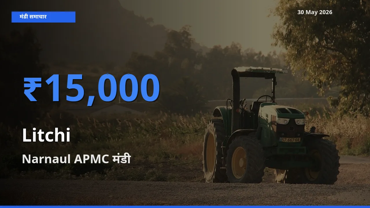आज लीची के सबसे ऊँचे दाम ₹15,000 Narnaul APMC मंडी में