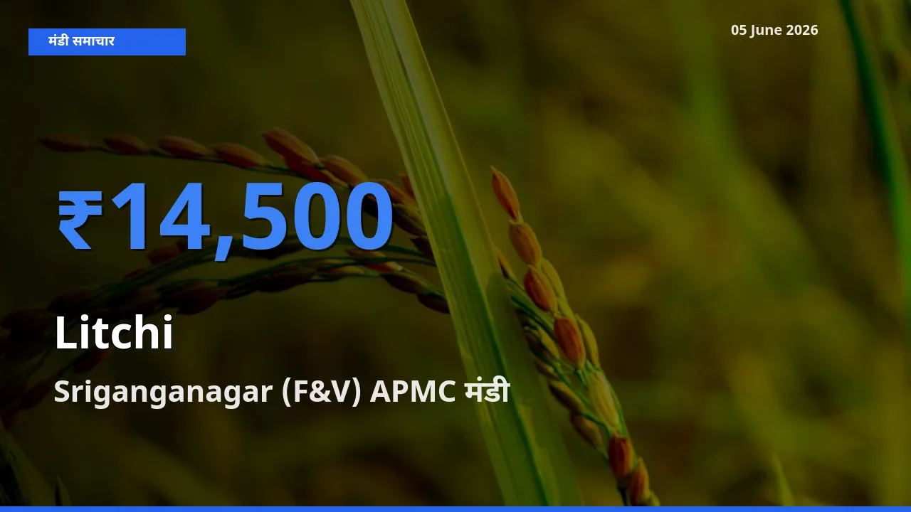 टॉप मंडी बना Sriganganagar (F&V) APMC! लीची के सबसे ऊँचे दाम यहीं दर्ज