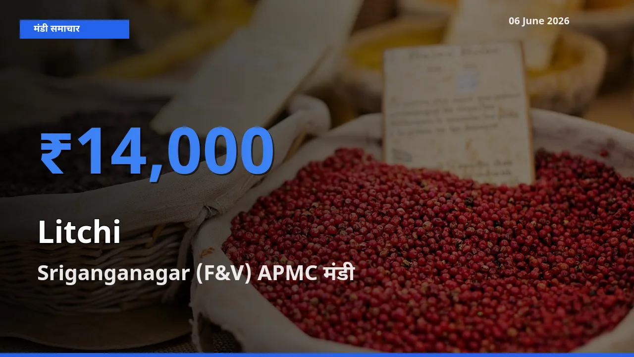 Sriganganagar (F&V) APMC मंडी में लीची ₹14,000 पर पहुँचा – आज का सर्वोच्च भाव