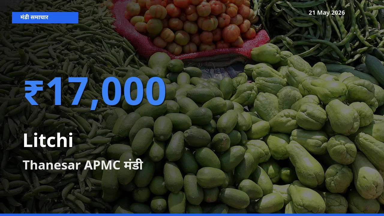 टॉप मंडी बना Thanesar APMC! लीची के सबसे ऊँचे दाम यहीं दर्ज