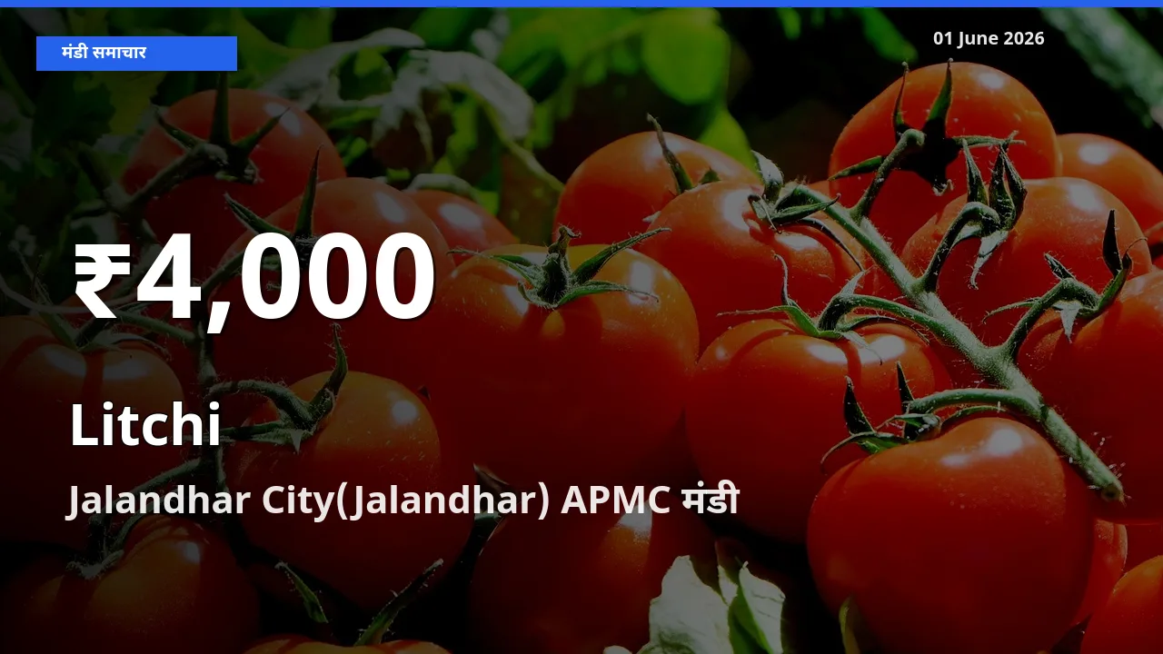 लीची के दाम 30 दिनों के सबसे निचले स्तर पर, Jalandhar City(Jalandhar) APMC