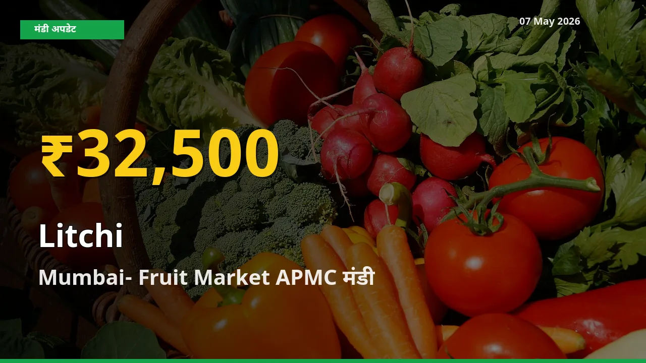 07 May अपडेट: Mumbai- Fruit Market APMC में लीची के दाम रिकॉर्ड स्तर पर