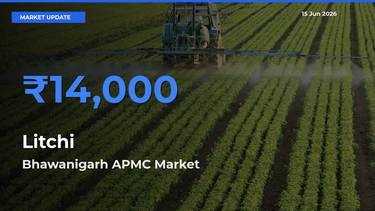 Bhawanigarh APMC Leads as Top Mandi for Litchi Prices