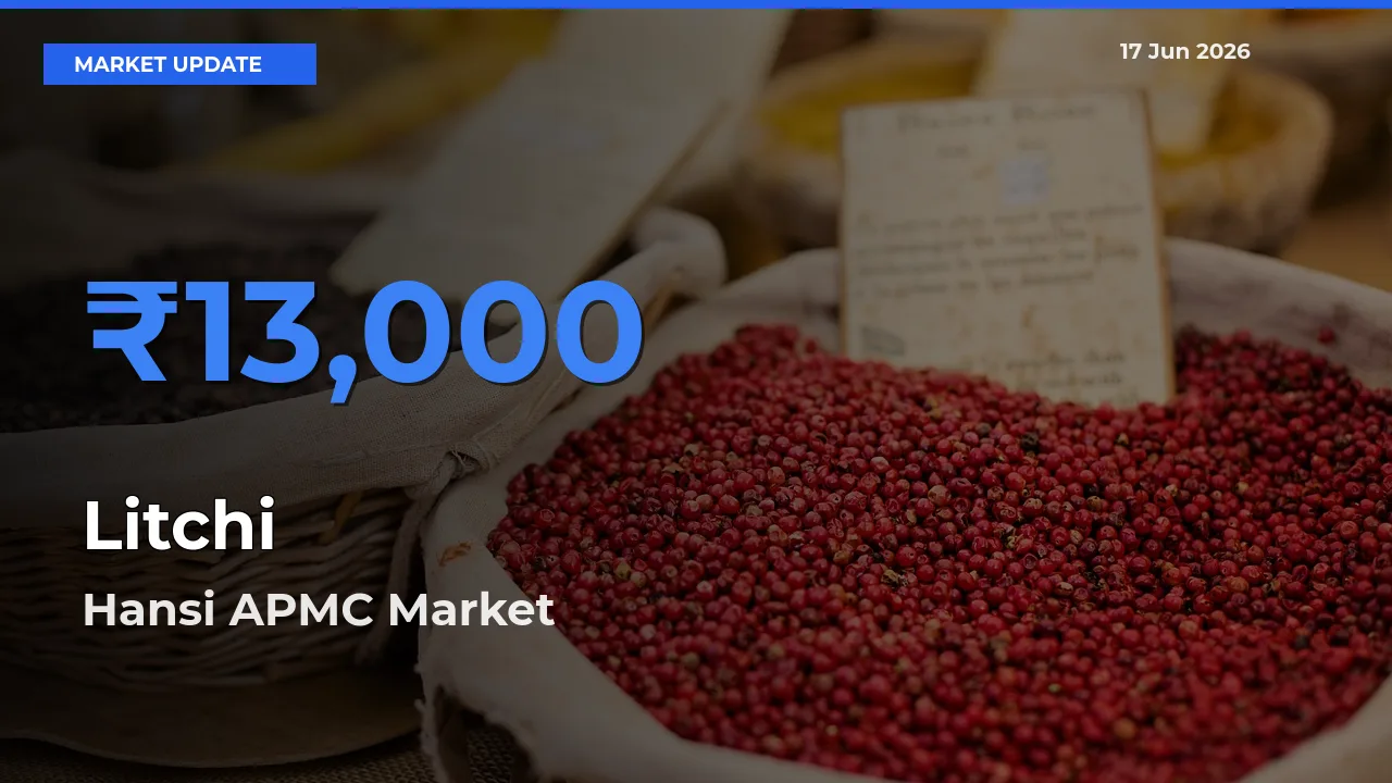 Hansi APMC Offers ₹13,000 – Highest Litchi Rate Today
