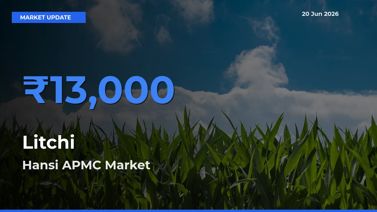Market Watch: Hansi APMC Becomes Top Mandi for Litchi