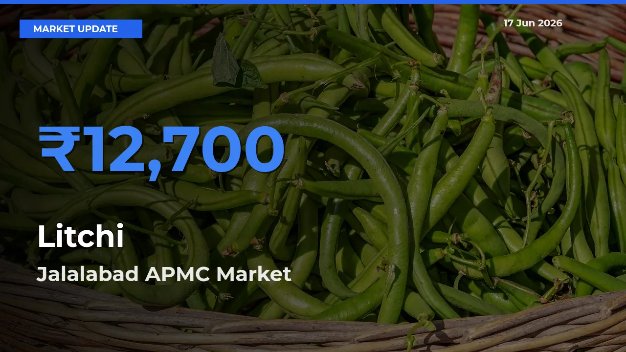 Jalalabad APMC Offers ₹12,700 – Highest Litchi Rate Today