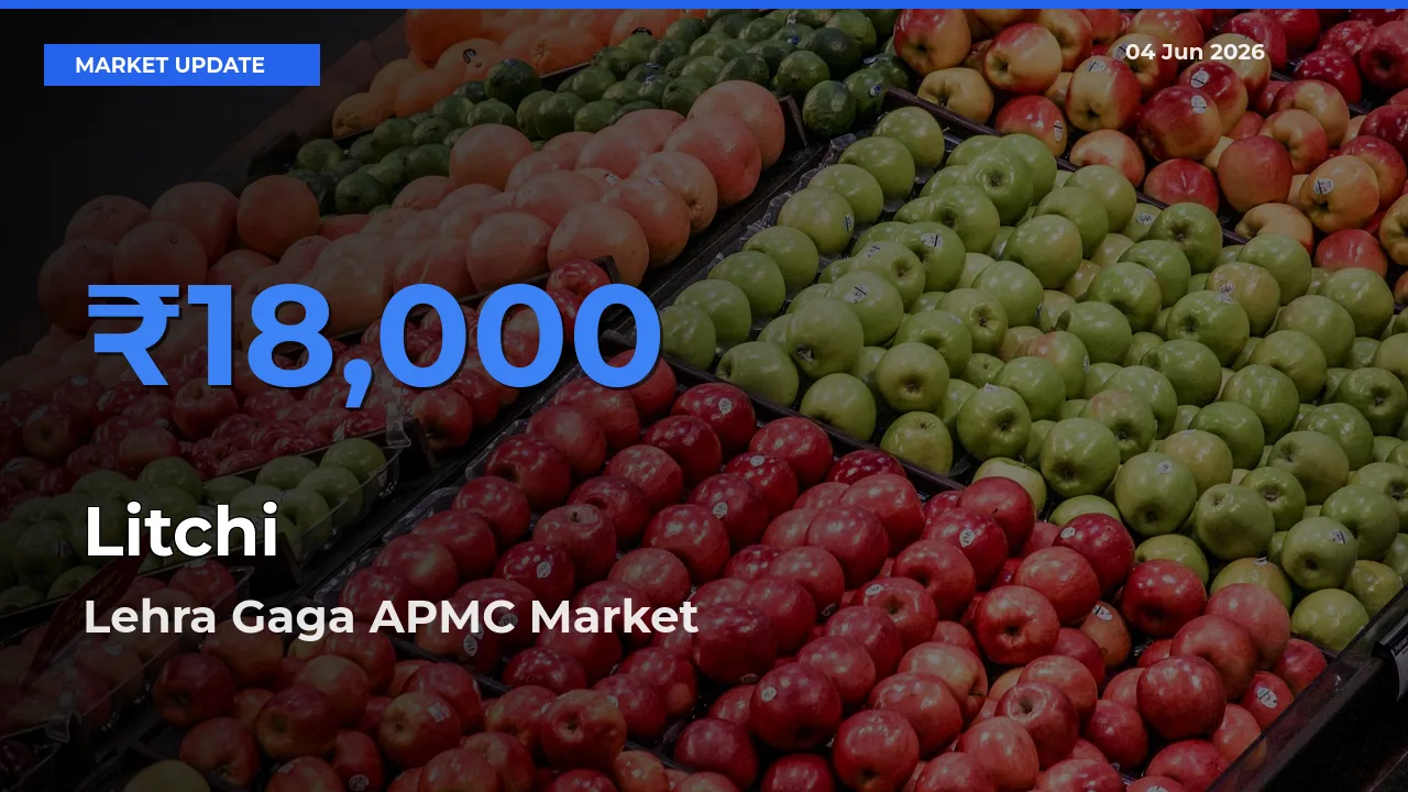 Lehra Gaga APMC Offers ₹18,000 – Highest Litchi Rate Today