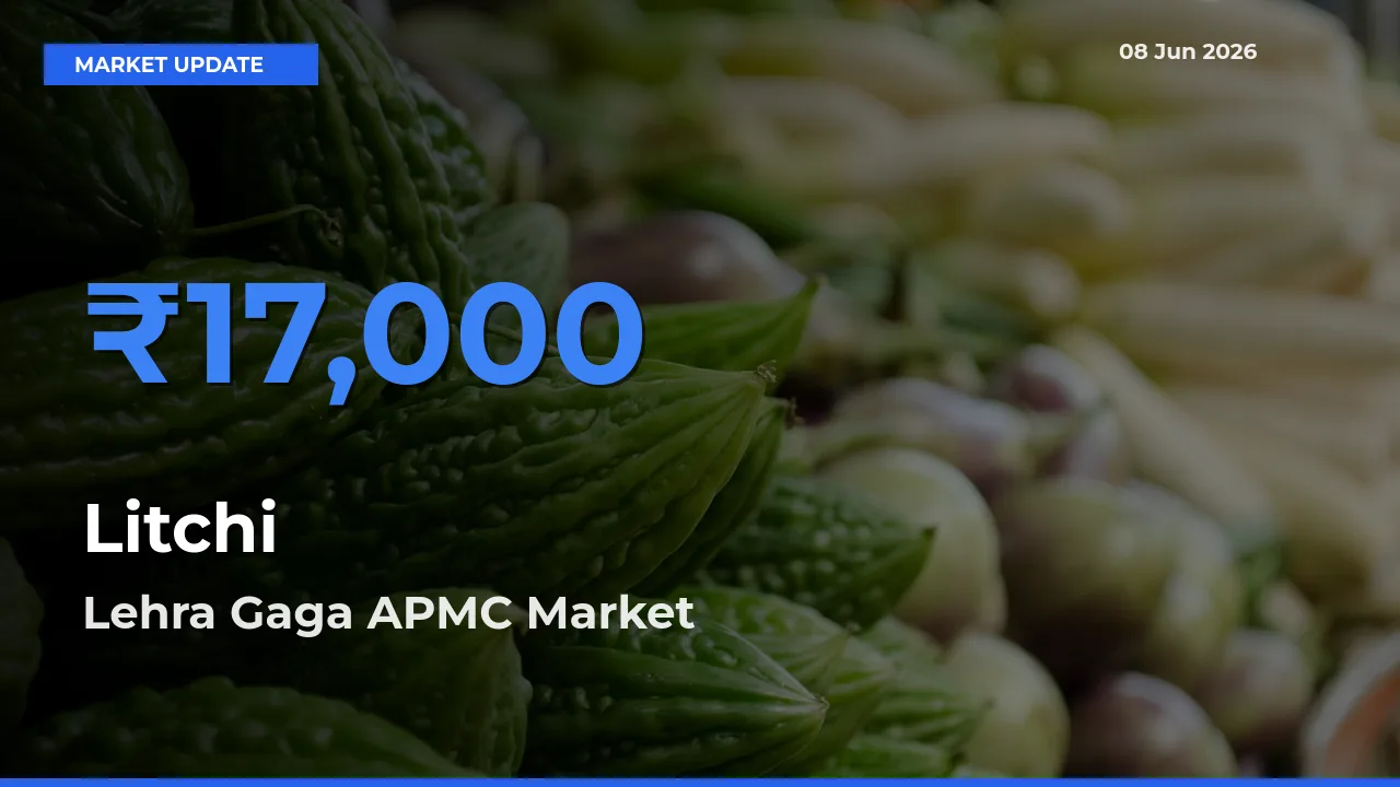 Litchi Mandi Rate Today: Lehra Gaga APMC Tops the List