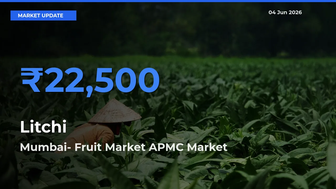 Market Watch: Mumbai- Fruit Market APMC Becomes Top Mandi for Litchi