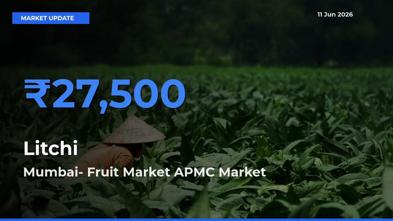 Market Watch: Mumbai- Fruit Market APMC Becomes Top Mandi for Litchi