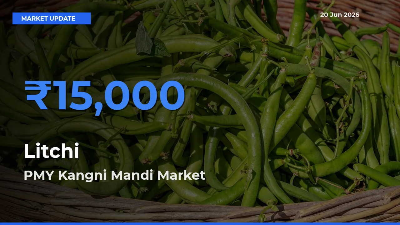 PMY Kangni Mandi Records Highest ₹15,000 Rate for Litchi