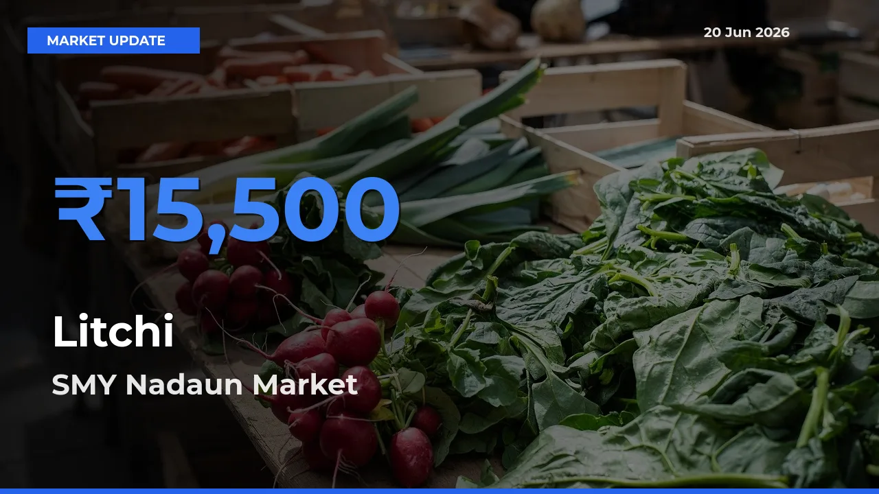 SMY Nadaun Records Highest ₹15,500 Rate for Litchi
