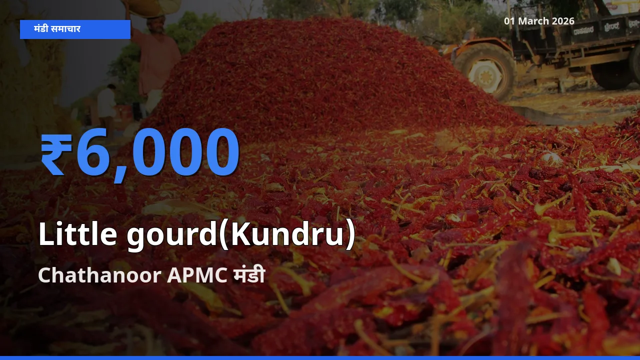 01 March अपडेट: Little gourd(Kundru) के सबसे ऊँचे दाम Chathanoor APMC मंडी में