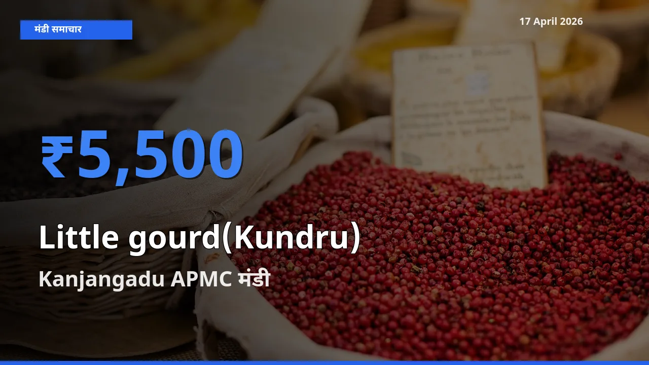 टॉप मंडी बना Kanjangadu APMC! कुंदरू (टिंडा तोरई) के सबसे ऊँचे दाम यहीं दर्ज