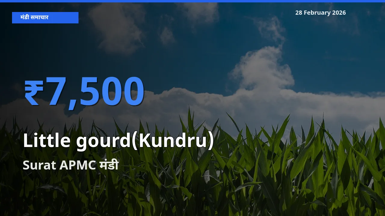 किसानों की पसंद बना Surat APMC, Little gourd(Kundru) के सबसे अच्छे दाम
