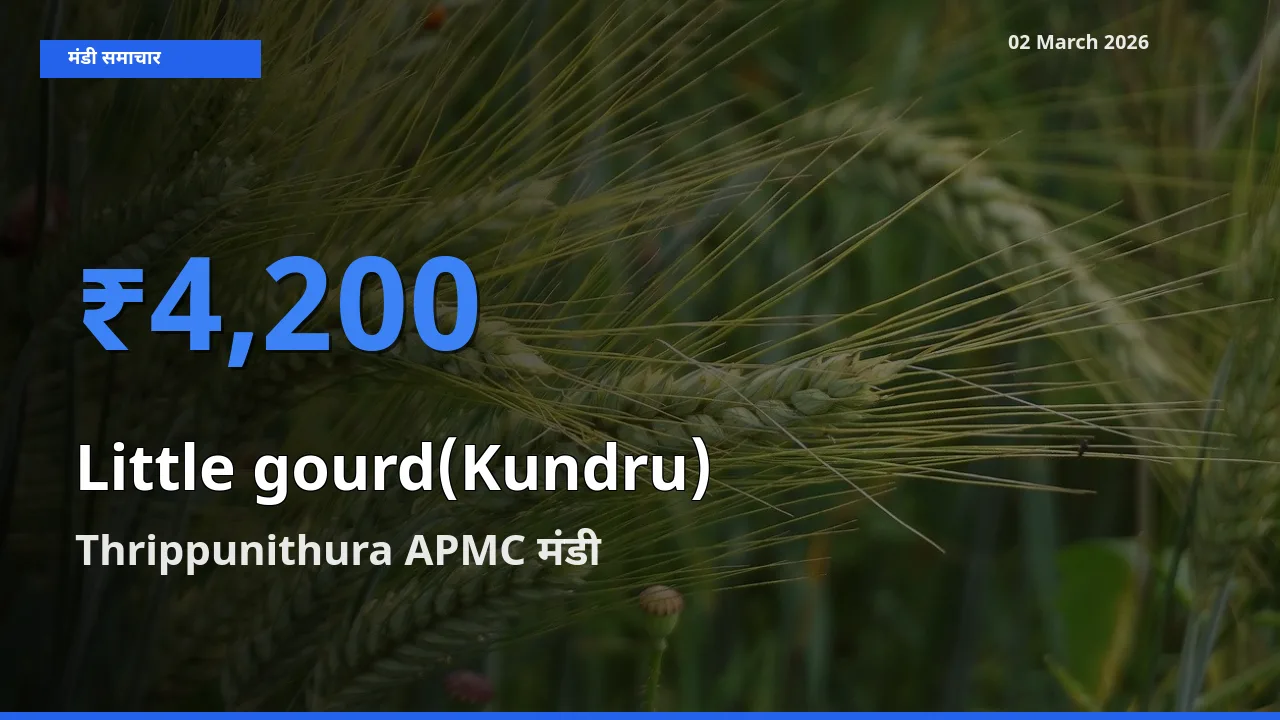 आज Little gourd(Kundru) के सबसे ज़्यादा दाम Thrippunithura APMC मंडी में दर्ज