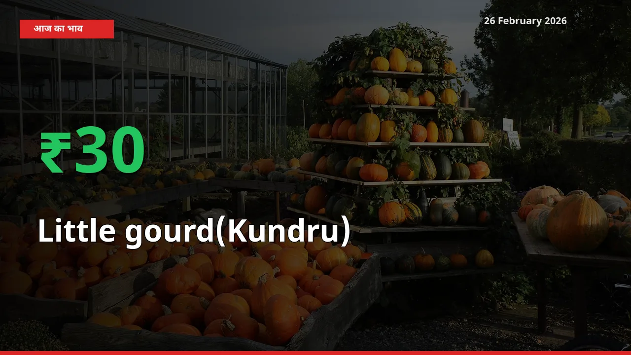 26 February अपडेट: Little gourd(Kundru) के दाम मंडी में 30.32% उछले