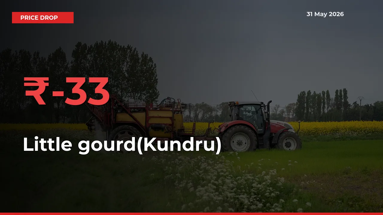 Little gourd(Kundru) Falls 32.55% at Mandis