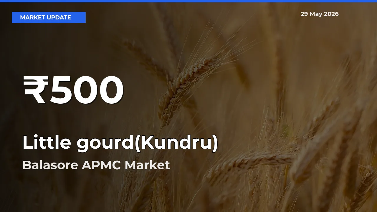 Little gourd(Kundru) Hits 30-Day Low in Balasore APMC