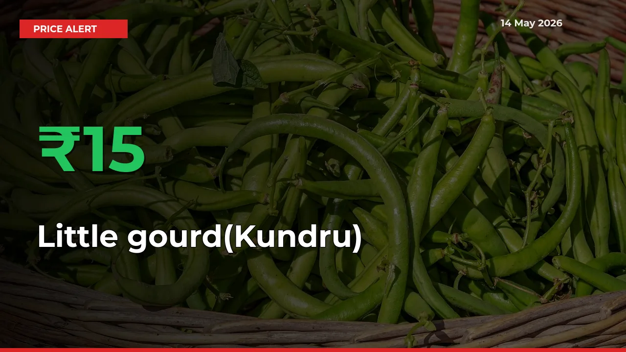 Sudden 15.38% Rally in Little gourd(Kundru) Prices Across Mandis