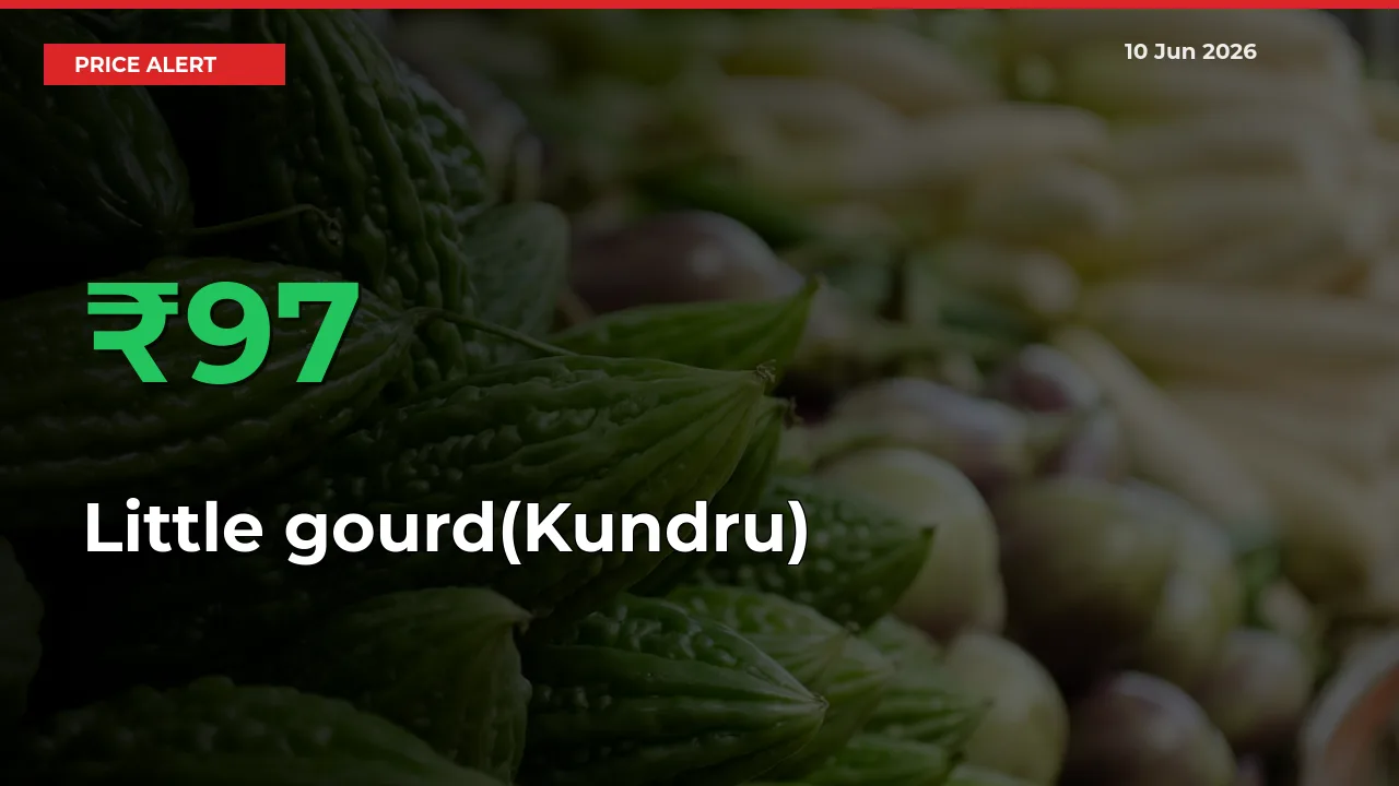 Sharp Jump! Little gourd(Kundru) Prices Climb 97.37% in 24 Hours at Key Mandis