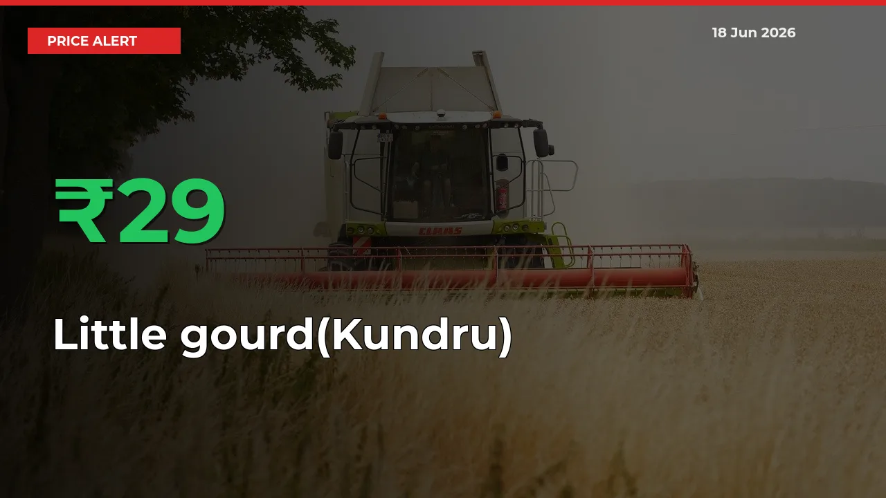 Sudden 29% Rally in Little gourd(Kundru) Prices Across Mandis