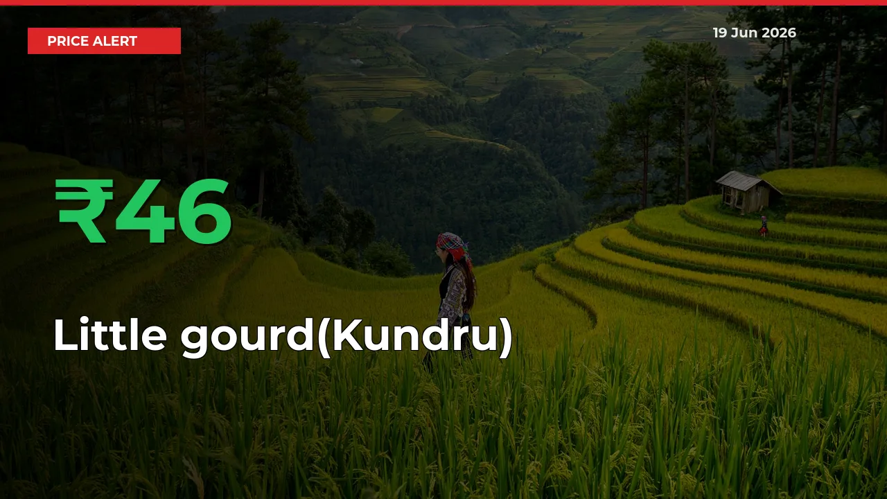 Little gourd(Kundru) Prices Rise 45.64% in a Day at Major Mandis