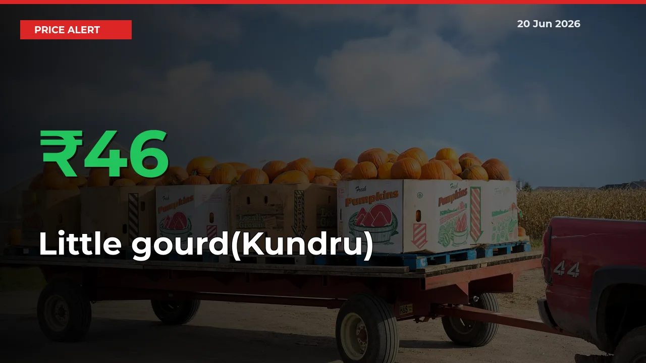 Why Little gourd(Kundru) Prices Rose 46.42% in a Day at Mandis