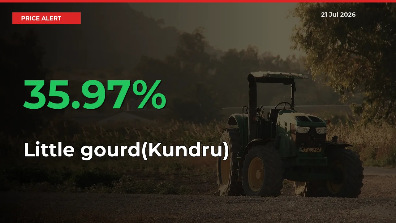 Why Little gourd(Kundru) Prices Rose 35.97% in a Day at Mandis