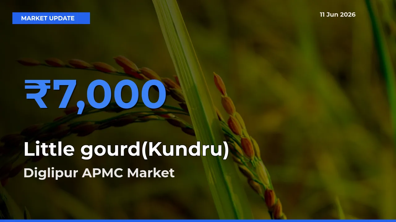 Diglipur APMC Offers ₹7,000 – Highest Little gourd(Kundru) Rate Today